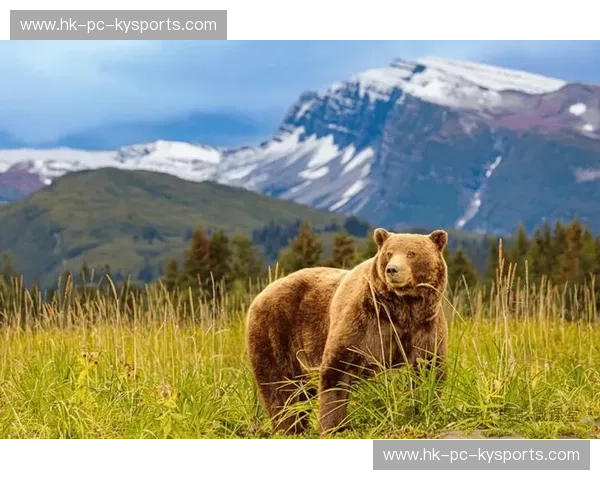 荒野之巅的终极博弈：当棕熊vs人类意志，谁才是真正的幸存者？